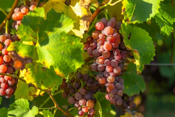 Detalle Vid Jugosa Orgánica Dulce Otoño Primer Plano Uvas Frescas —  Fotos de Stock