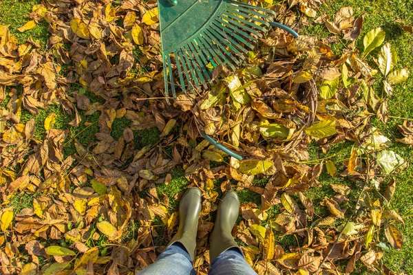 Bolo Com Folhas Caídas Outono Jardinagem Durante Época Outono Limpeza — Fotografia de Stock