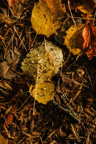 Belle Gocce Acqua Piovana Trasparente Foglia Gialla Raindrops Texture Nature — Foto Stock