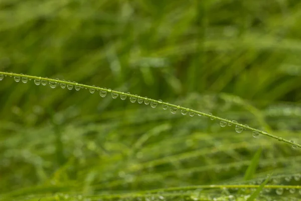 Krásné Kapky Průhledné Dešťové Vody Trávě Dešťové Kapky Textury Přírodě — Stock fotografie