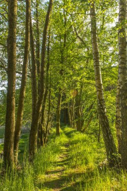 Baharda parlak güneş ışığıyla güzel bir orman. Orman yaprak döken ağaçları. Doğal yeşil manzara. Taze yeşil doğadan geçen patika. Açık hava sağlıklı yaşam tarzı.
