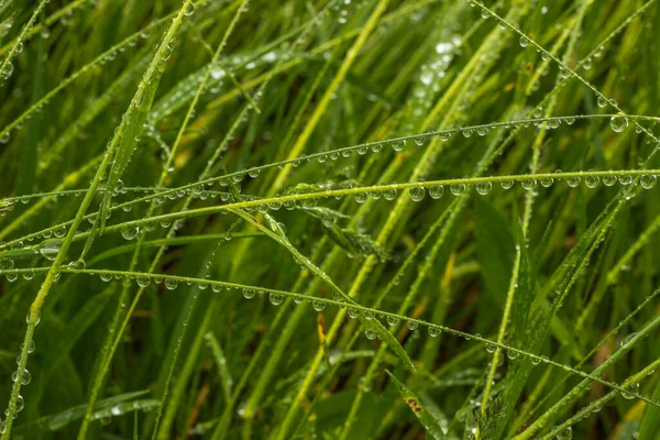 Krásné Kapky Průhledné Dešťové Vody Trávě Dešťové Kapky Textury Přírodě — Stock fotografie