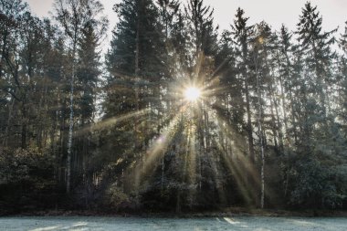 Güneşin doğuşunda güzel bir ormanın manzarası. Büyülü güneş ışığı. Güneş ışınlı taze yeşil yaprak döken ağaçlardan oluşan orman. Parlak güneşli orman manzarası.