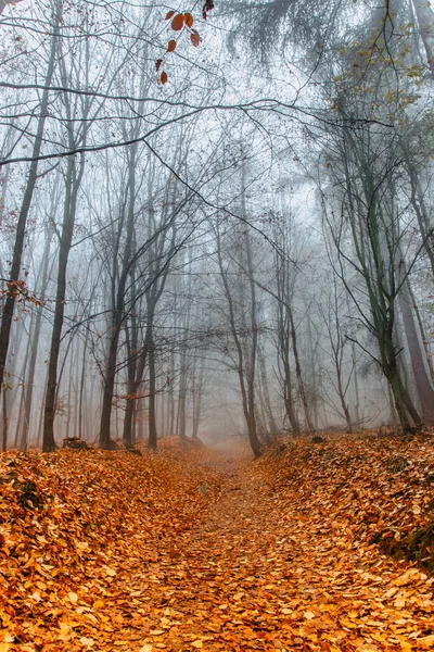 Path scenery in scary misty forest. Colorful landscape with foggy forest, orange foliage in fall. Fairy forest in autumn. Fall woods. Enchanted trees.Mystical fantasy Halloween atmosphere.Fall colors.