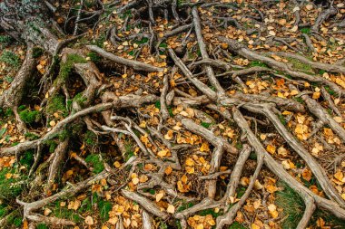 Sonbaharda büyük bir ağaç kökü. Doğal arka plan. Ağaçların birbirine sarılmış güzel kökleri yosun ve dökülen yapraklar. Sonbahar orman sahnesindeki ağaç kökleri.
