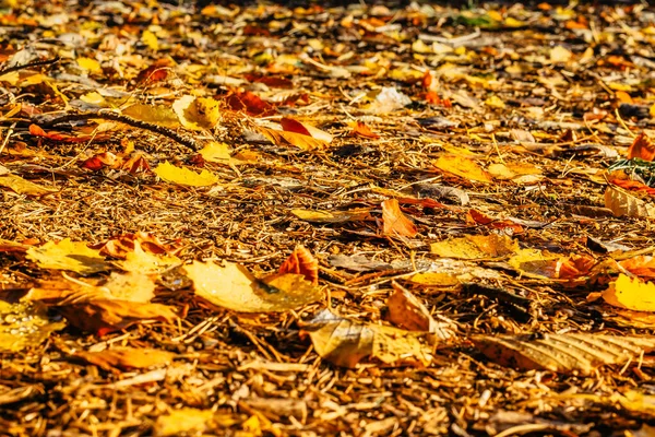 Herbst Herbst Details Nach Dem Regen Selektiven Fokus Tief Gedanken — Stockfoto