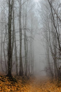 Korkunç sisli ormanda yol manzarası. Sisli ormanlı renkli bir manzara, sonbaharda portakal yaprakları. Sonbaharda peri ormanı. Sonbahar ormanı. Büyülü ağaçlar. Mistik fantezi cadılar bayramı atmosferi. Sonbahar renkleri..