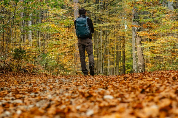 Lonely man walking in a forest path.Autumn season.Solo outdoor sport. Social distance. Active backpacker hiking in colorful nature. Warm sunny day in the fall. Bright yellow and orange fall colors.