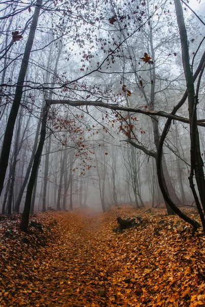 Path scenery in scary misty forest. Colorful landscape with foggy forest, orange foliage in fall. Fairy forest in autumn. Fall woods. Enchanted trees.Mystical fantasy Halloween atmosphere.Fall colors.