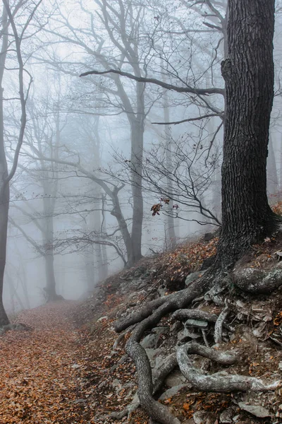 Tree with twisted roots in foggy forest.Amazing misty nature.Colorful landscape with foggy forest,orange foliage in fall.Fairy forest in autumn.Fall woods.Enchanted tree.Mystical natural atmosphere.