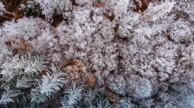 Kış ormanı manzarası yukarıdan görünüyor. Buzlu orman insansız hava aracı manzarası. Kuş bakışı manzaralı Idyllic doğa manzarası. Üst manzara ağaçlar.