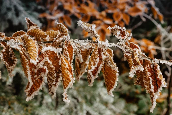 Brązowe Zamrożone Liście Tła Symbolizujące Mroźne Zimowe Poranki Gałąź Pokryta — Zdjęcie stockowe