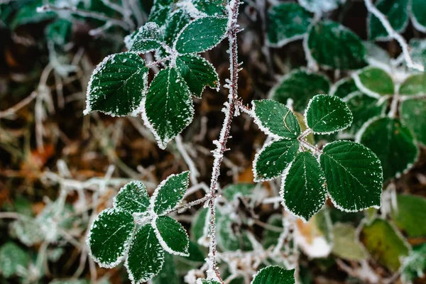 Zielone mrożone liście tło symbolizujące mroźne zimowe poranki.Pierwsze mrozy i mrożone liście. Gałąź pokryta mroźnym brzegiem. Zimowy makro obraz.Lodowaty poranek. Cicha, czysta pogoda.Świeża przyroda — Zdjęcie stockowe