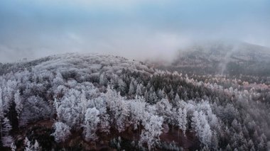 Kış ormanı manzarası yukarıdan görünüyor. Buzlu orman insansız hava aracı manzarası. Kuş bakışı manzaralı Idyllic doğa manzarası. Üst manzara ağaçlar..