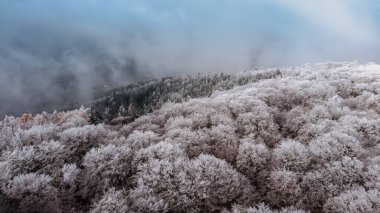 Kış ormanı manzarası yukarıdan görünüyor. Buzlu orman insansız hava aracı manzarası. Kuş bakışı manzaralı Idyllic doğa manzarası. Üst manzara ağaçlar..