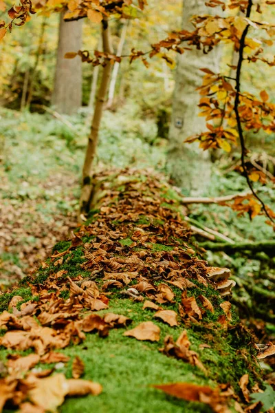 Otoño Hojas Otoño Sobre Musgo Verde Fondo Borroso Paisajes Naturales — Foto de Stock