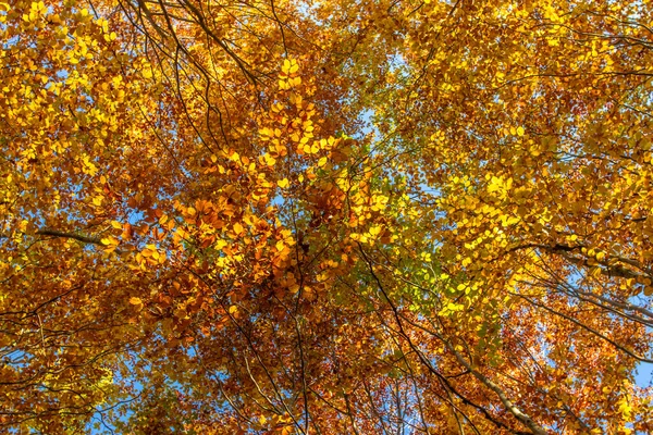 Autumn colorful trees. Warm autumn sun shining through golden tree tops with beautiful bright blue sky. Fall natural landscape. Beautiful fall season concept copy space. Tree top shot from below
