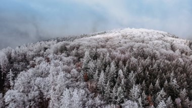Kış ormanı manzarası yukarıdan görünüyor. Buzlu orman insansız hava aracı manzarası. Kuş bakışı manzaralı Idyllic doğa manzarası. Üst manzara ağaçlar..
