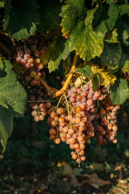 Sonbaharda tatlı, organik, sulu bir dedikodu. Üzüm bağındaki taze üzümleri kapat, panoramik arka plan, üzüm hasadı konsepti. Moravya 'da büyüyen beyaz üzüm dalları.