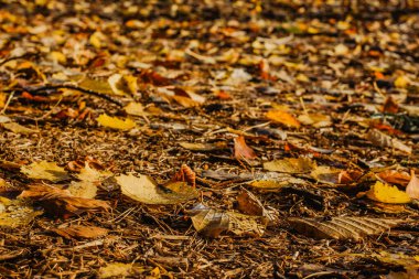 Sonbahar detaylarını yağmurun seçici odak noktasından sonra açıkla. Düşünce meditasyonunun derinliklerinde. Parlak renk doğal arka plandan düşer. Güzel sonbahar rahatlama konsepti kopyalama alanı.