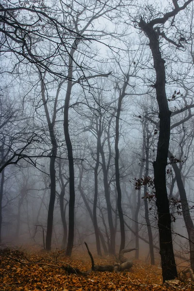 Path scenery in scary misty forest. Colorful landscape with foggy forest, orange foliage in fall. Fairy forest in autumn. Fall woods. Enchanted trees.Mystical fantasy Halloween atmosphere.Fall colors