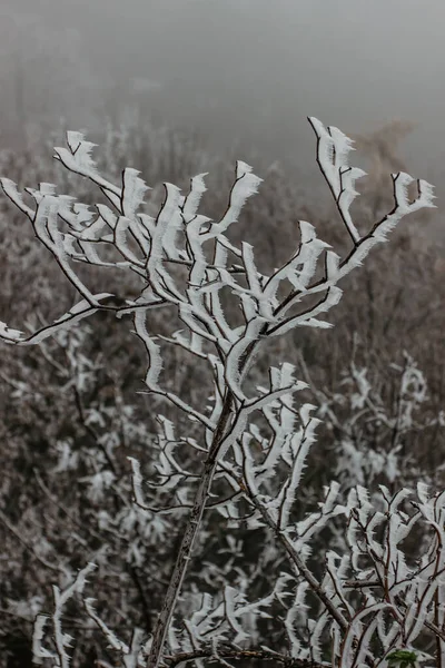 Sfondo Rami Congelati Che Simboleggiano Fredde Mattine Invernali Branch Coperto — Foto Stock