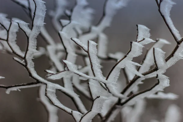 Zamarznięte Gałęzie Tła Symbolizujące Mroźne Zimowe Poranki Gałąź Pokryta Mroźnym — Zdjęcie stockowe