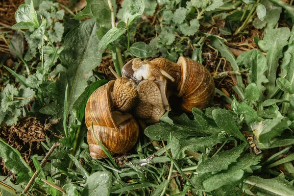 Une paire d'escargots dans le jardin. L'amour des animaux printaniers. Escargot avec coquille rayée brune en gros plan glissant sur les feuilles vertes. Animaux reproducteurs. Animaux à vitesse lente dans la nature — Photo