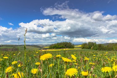 Çiçek açan karahindibalarla dolu bir çayır. Çiçekli sarı karahindibalar. Yeşil çimlerde bahar mevsimi taze hava pozitif enerji. Çiçeklerle dolu bahar manzarası. Tecavüz tarlası