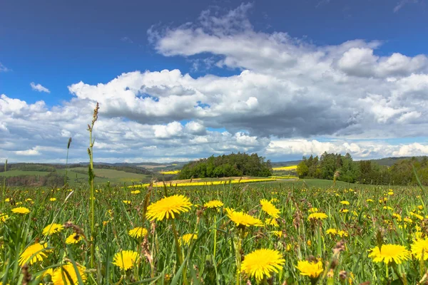 Çiçek açan karahindibalarla dolu bir çayır. Çiçekli sarı karahindibalar. Yeşil çimlerde bahar mevsimi taze hava pozitif enerji. Çiçeklerle dolu bahar manzarası. Tecavüz tarlası