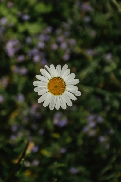 緑の背景にデイジーの花の詳細 春の花が終わります春の牧草地で素晴らしい素晴らしいデイジー 春の背景 母の日のためのプレゼント 迫り来る白い日 ロマンチックな壁紙 — ストック写真