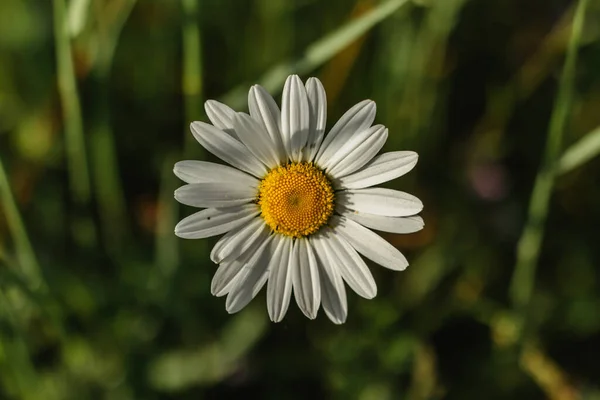 Λεπτομέρεια Του Άνθους Μαργαρίτα Πράσινο Φόντο Άνοιξη Λουλούδι Close Wonderful — Φωτογραφία Αρχείου