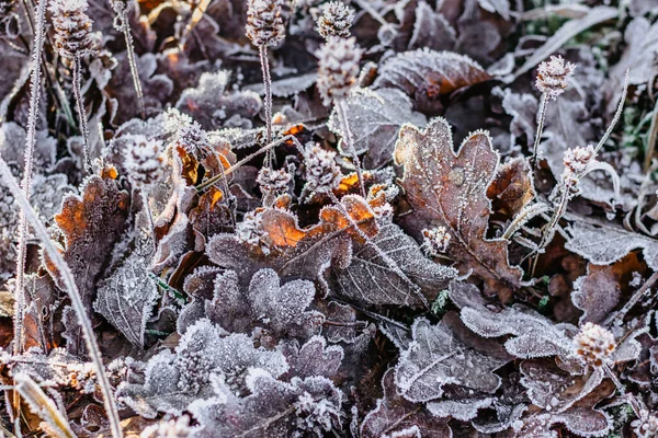 Suche Mrożone Liście Naturalnego Tła Zimne Mroźne Zimowe Poranki Pierwsze — Zdjęcie stockowe