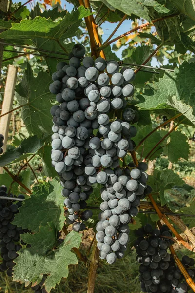 Detalle Vid Jugosa Orgánica Dulce Otoño Primer Plano Uvas Tintas —  Fotos de Stock