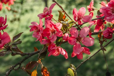 Çiçekleri açmış kiraz ağacı. Doğal süsleme. İlkbaharda pembe çiçekler açar. Parktaki tatlı kokulu bahar çiçekleri. Doğa seçici odağı kapat