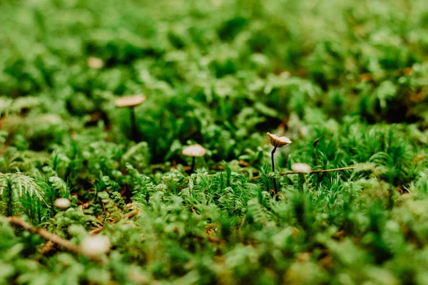 Beautiful Bright Green Moss Macro View Fresh Nature Wallpaper Moss — Stock Photo, Image