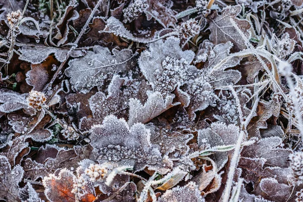 Suche Mrożone Liście Naturalnego Tła Zimne Mroźne Zimowe Poranki Pierwsze — Zdjęcie stockowe
