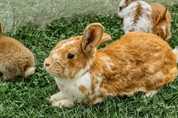 A group of domestic rabbits sitting in the garden.Little rabbits with mum eating grass.Newborn animals and parents.Funny adorable baby rabbits having a rest.Cute Easter bunny close up.Animal family