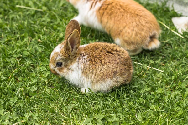 A group of domestic rabbits sitting outdoors.Little rabbits eating grass.Newborn animals in grass.Funny adorable baby rabbits asking for food.Cute Easter bunny close up.Agricultural scenery