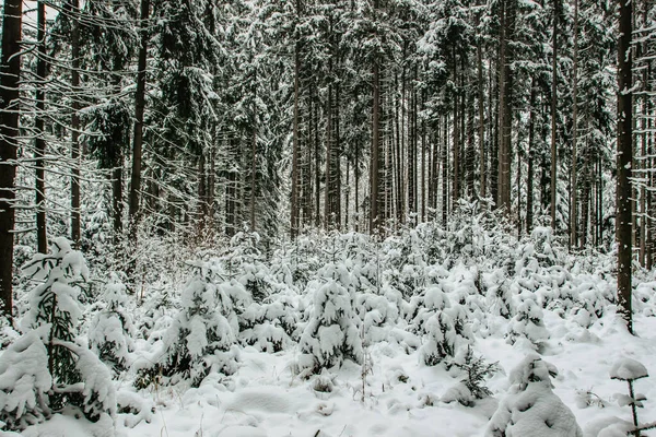 Snow Covered Trees Winter Forest Christmas Holiday Background Snowy Fir — Stock Photo, Image