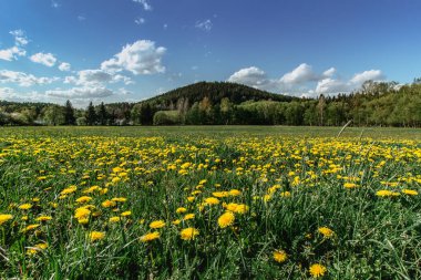 Çiçek açan karahindibalarla dolu bir çayır. Çiçekli sarı karahindibalar. Yeşil çimlerde bahar mevsimi taze hava pozitif enerji. Çiçeklerle dolu bahar manzarası. Renkli manzaralar.