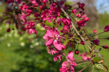 Çiçekleri açmış kiraz ağacı. Doğal süsleme. İlkbaharda pembe çiçekler açar. Parktaki tatlı kokulu bahar çiçekleri. Doğa seçici odağı kapat