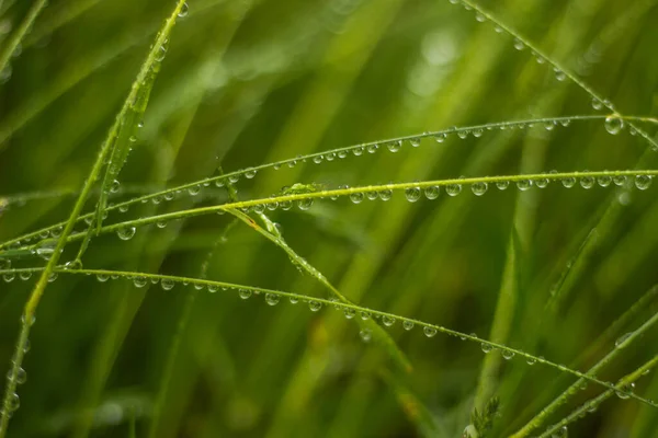 Vackra Droppar Transparent Regnvatten Gräs Regndroppar Konsistens Naturen Färsk Naturlig — Stockfoto