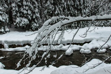 Kış parkında karla kaplı dallar. Buz gibi kış manzarası var. Ormandaki vahşi soğuk nehir deresi. Düşük sıcaklık arkaplanı. Buz gibi sakin bir manzara. Donmuş karlı ağaçlar.