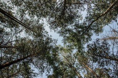 Aşağıdan ağacın tepesinden. Güzel bahar mevsimi konsepti kopyalama alanı. Doğal arka plan. Evergreen ormanlık panoramik manzara. Siluetli dallar.