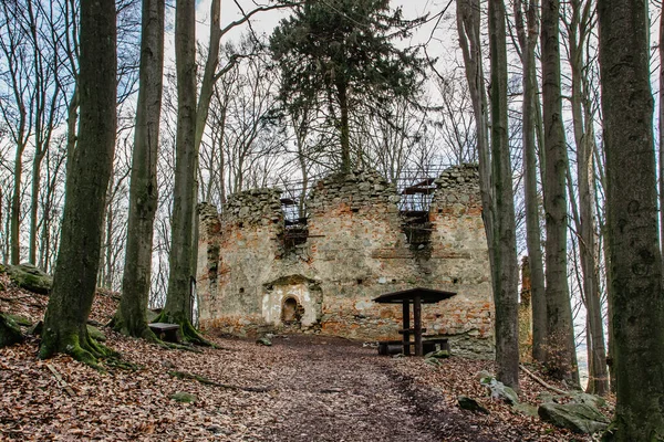 Ruins of Chapel of Saint Mary Magdalene on the hill of Maly Blanik, central Bohemia, Czech Republic.Pilgrimage place with great spruce growing within chapel walls is called Monk.Czech nature reserve.