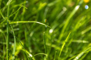 Yeşil çimlerin üzerinde şeffaf yağmur suyu damlaları. Yağmur damlaları doğada var. Doğal arka plan. Yağmurdan sonra taze yeşil doğa. Baharda açık havada. Bitkileri kapat Seçici odaklanma