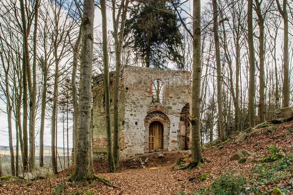 Ruins of Chapel of Saint Mary Magdalene on the hill of Maly Blanik, central Bohemia, Czech Republic.Pilgrimage place with great spruce growing within chapel walls is called Monk.Czech nature reserve.