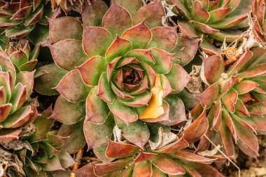Sulu bitkilerin renkli arkaplanı. Bitki arkaplanı. Bahçedeki kaktüs sulu. Çiçek aranjmanı. Sulu echeveria 'ya yakın çekim. Doğanın makro fotoğrafları
