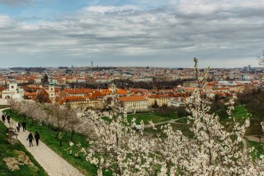 Prag 'ın panoramik hava manzarası, baharda Çek Cumhuriyeti. Petrin Tepesi 'nde kiraz ağaçları açıyor. Şehir parkında yürüyen insanlar. Kırmızı çatılar, TV kulesi, tarihi evler. Şehir manzarası..